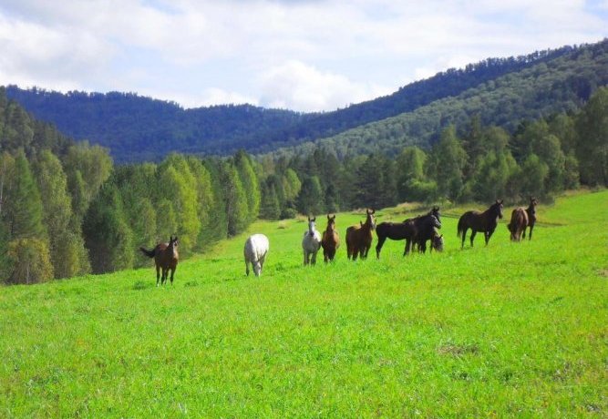 Гостиница Krainovy Homestead Чепош